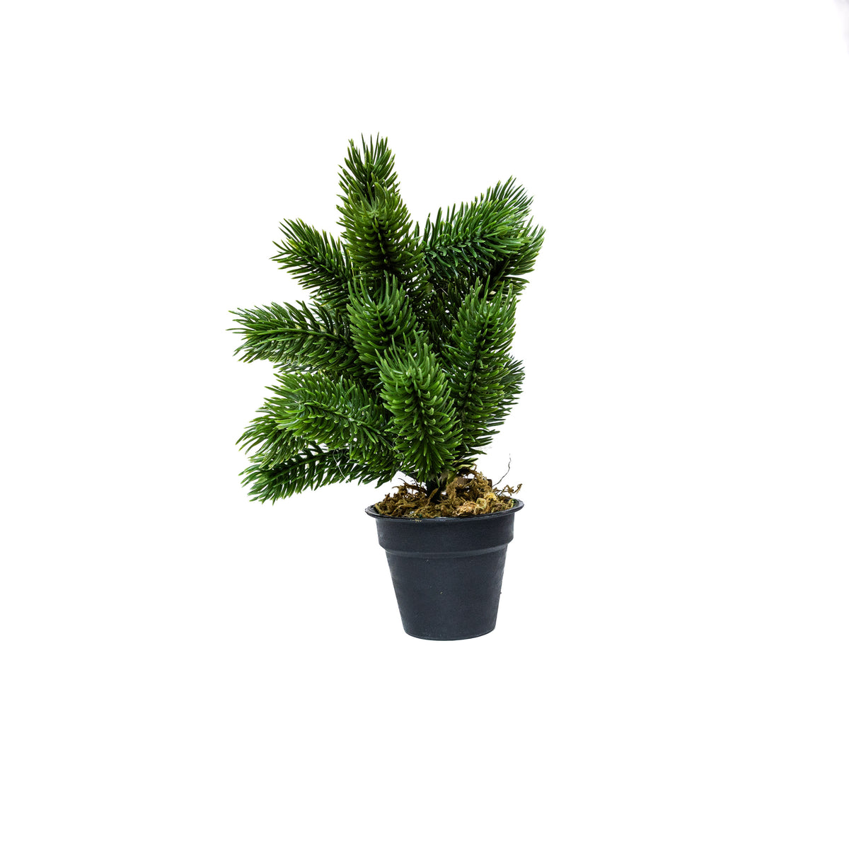 Mini műfenyő cserépben 22 cm, Hó nélküli változat, 1. kép