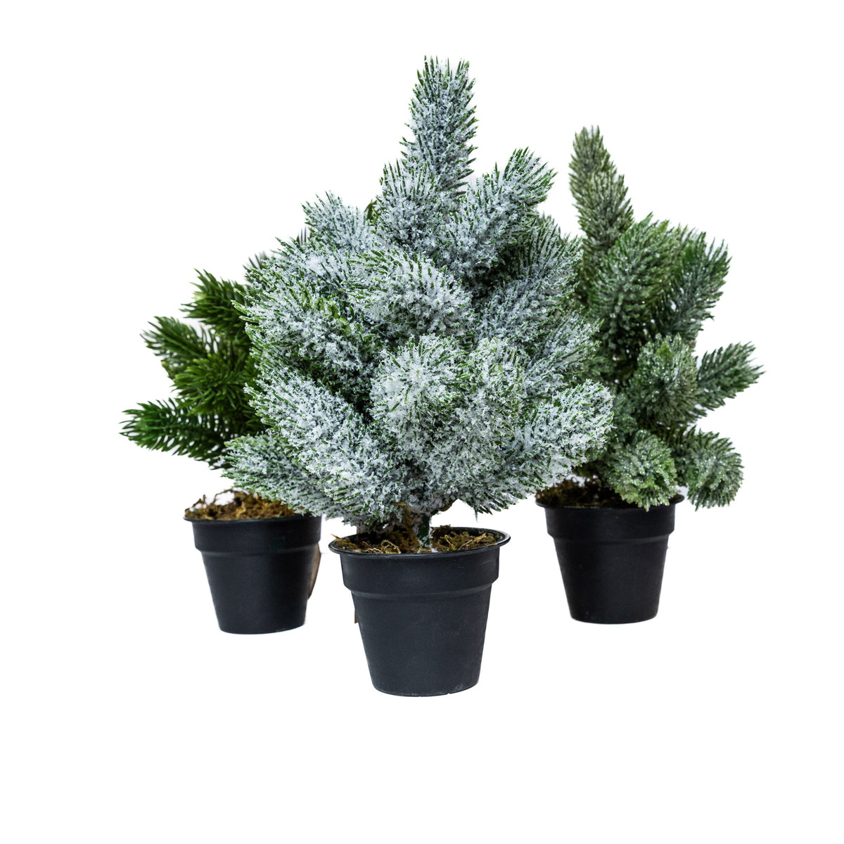 Mini műfenyő cserépben 22 cm, mindhárom változat egymás mellett