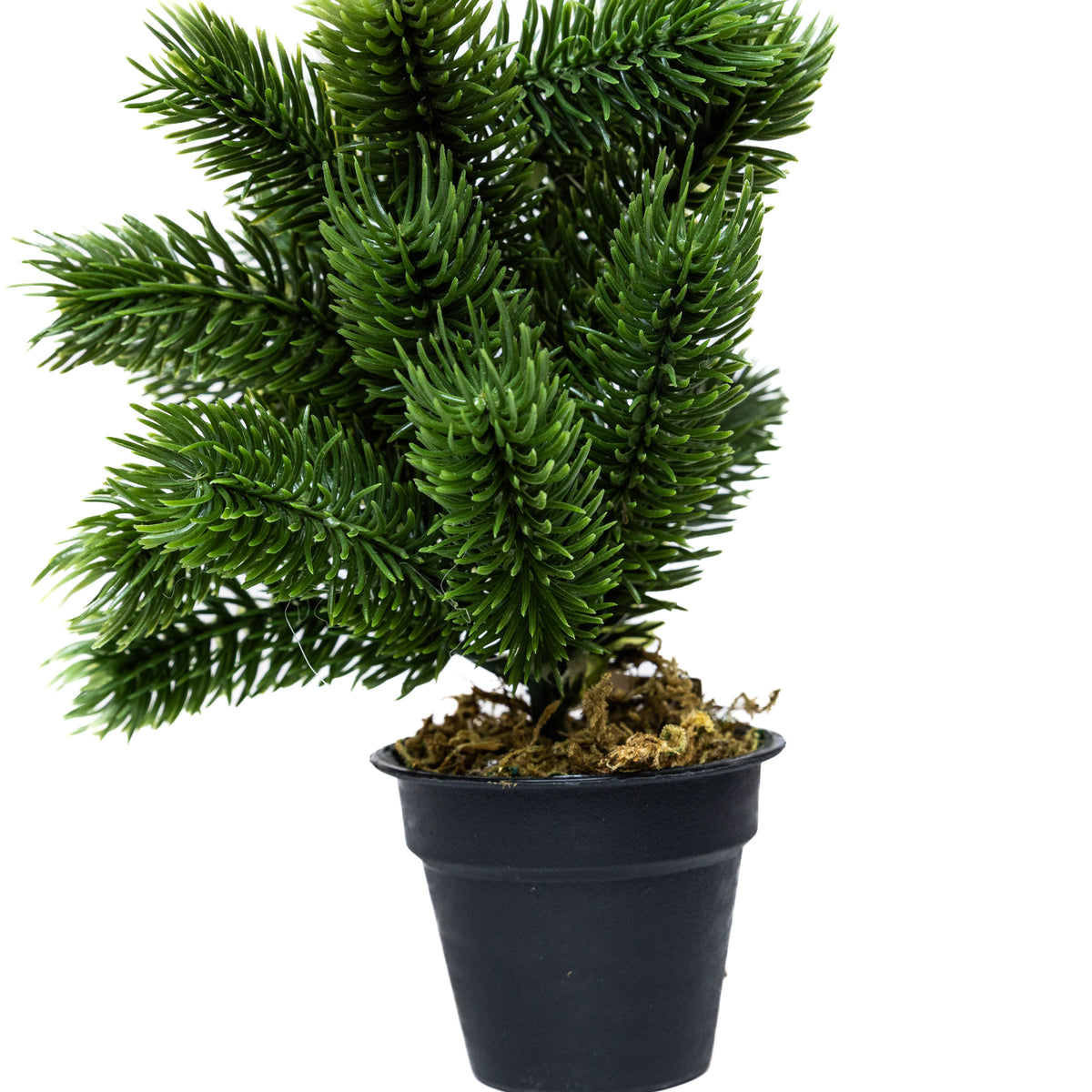 Mini műfenyő cserépben 22 cm, Hó nélküli változat, 2. kép