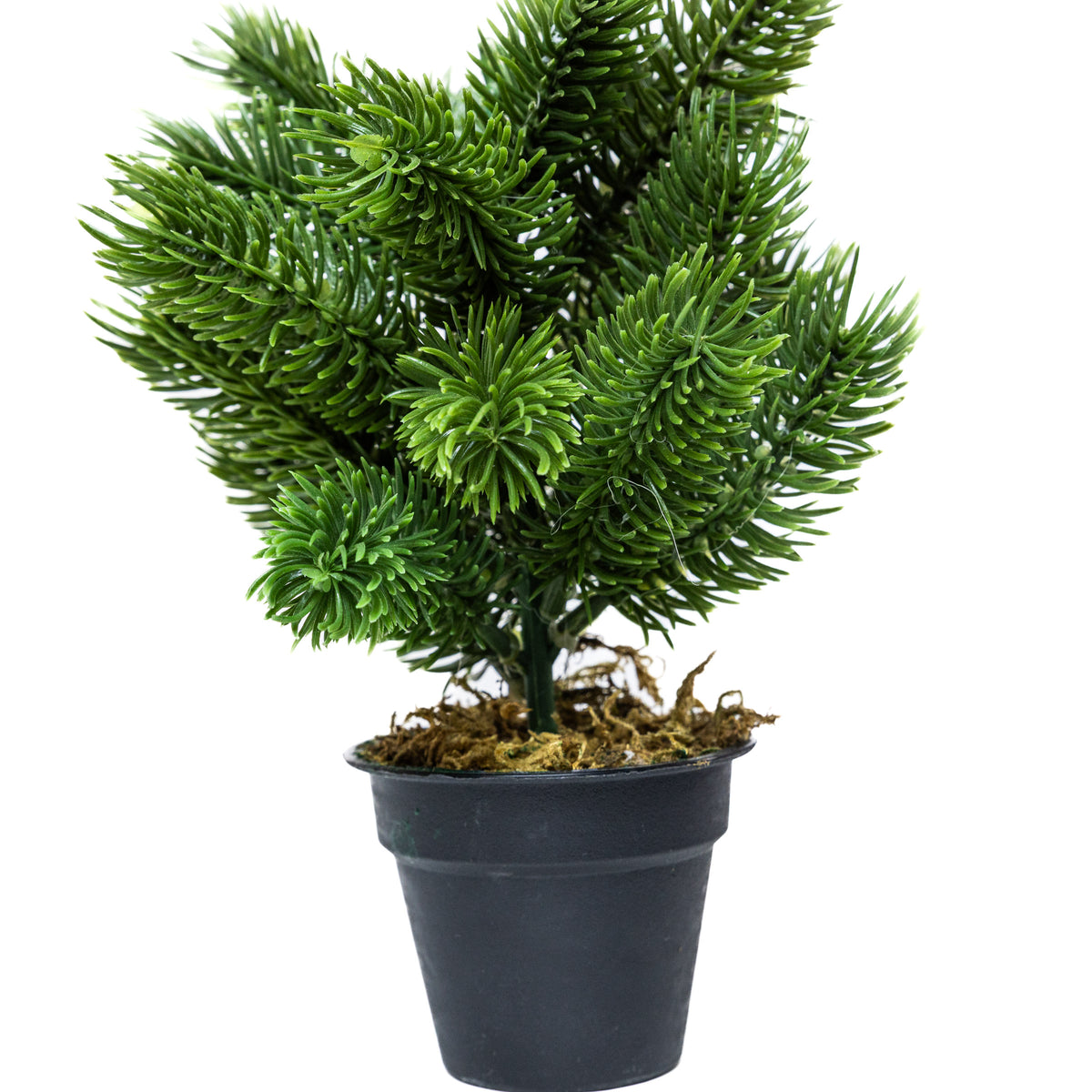 Mini műfenyő cserépben 22 cm, Hó nélküli változat, 3. kép