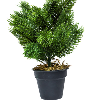 Mini műfenyő cserépben 22 cm, Hó nélküli változat, 3. kép