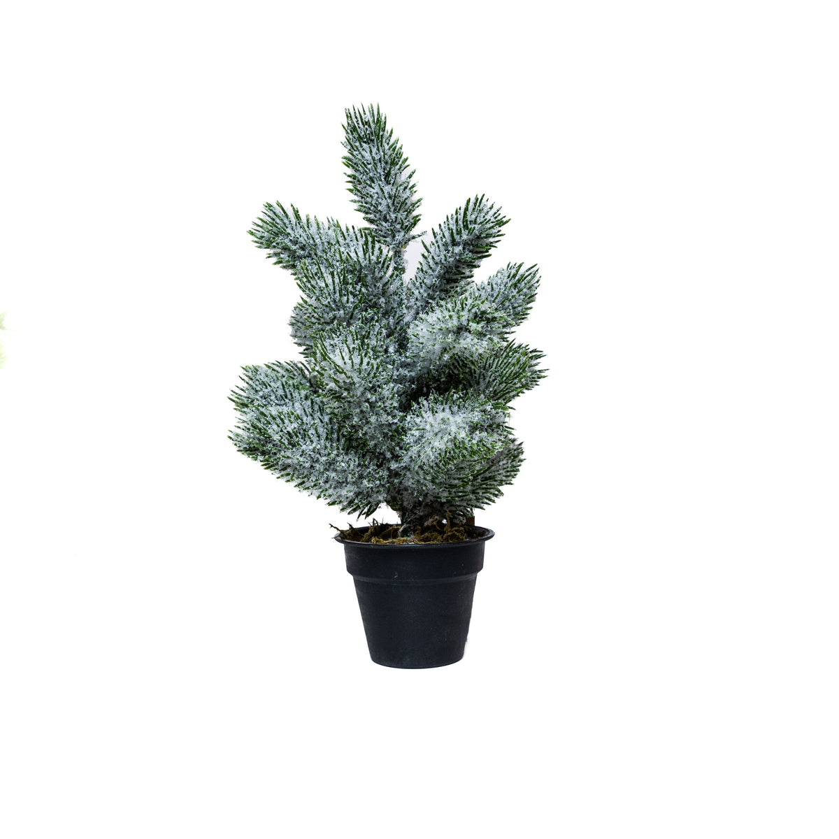 Mini műfenyő cserépben 22 cm, Nagyon havas változat, 1. kép