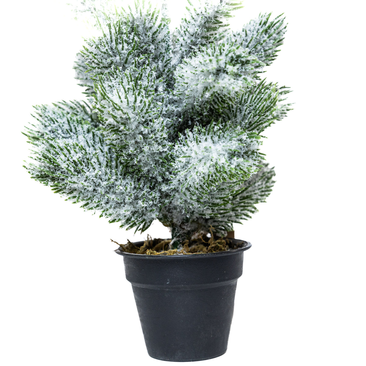 Mini műfenyő cserépben 22 cm, Nagyon havas változat, 2. kép